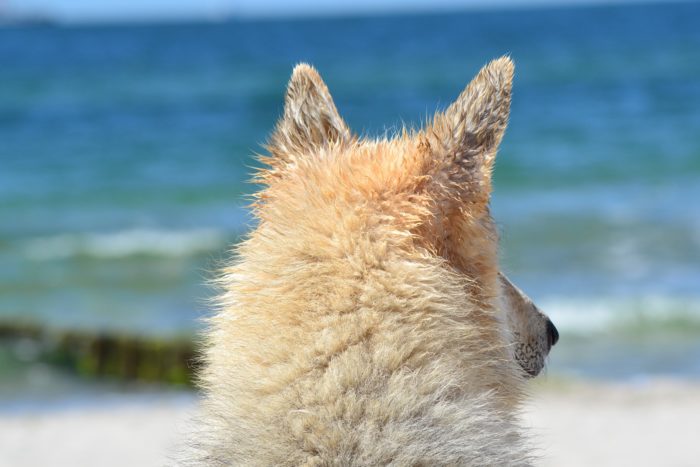 Hund blickt aufs Meer