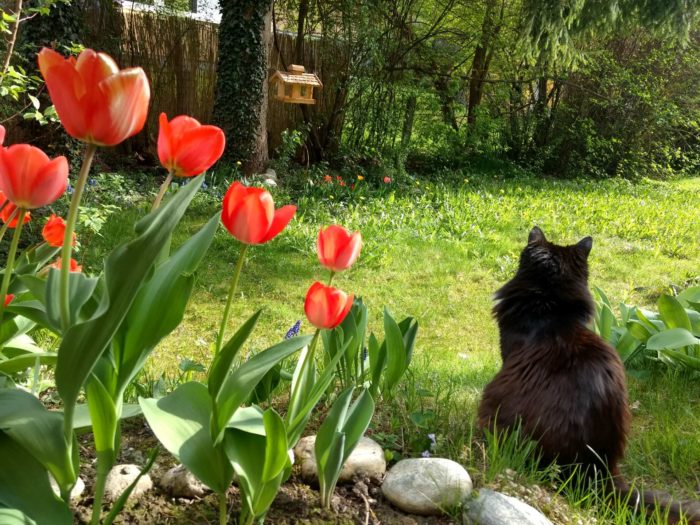 Katze und Tulpen