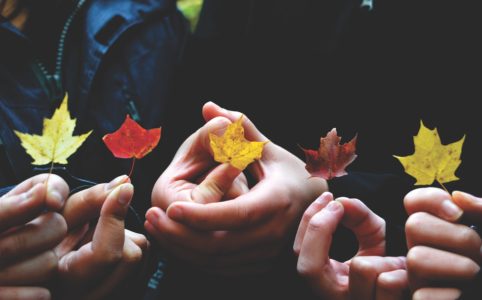 Vielfalt Herbstblätter